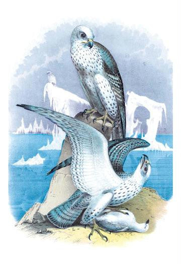 Jer-Falcon, or Gyr Falcon 20x30 poster