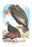 California Condor, Turkey Buzzard, and Carrion Crow 20x30 poster