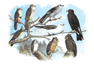 Femerol & Richardson&#39;s Falcons, Isabella Hawk, Acadian Owl 20x30 poster