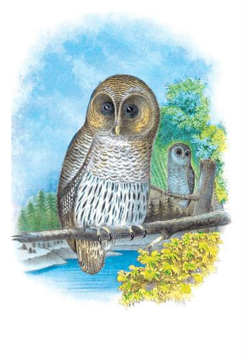 The Barred Owl 20x30 poster