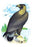 Golden Eagle, Ring-Tailed Eagle 20x30 poster