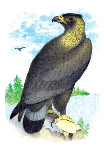 Golden Eagle, Ring-Tailed Eagle 20x30 poster