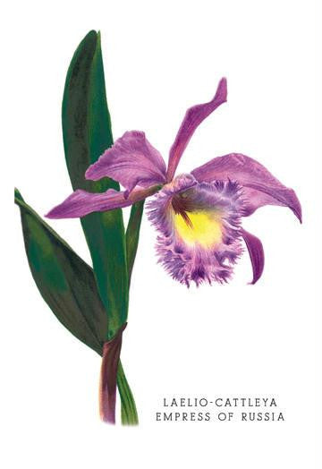 Laelio-Cattleya Empress of Russia 20x30 poster