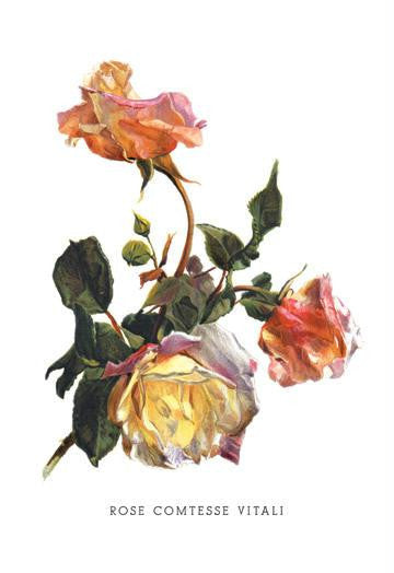 Rose Comtesse Vitali 20x30 poster