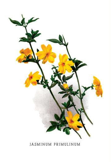 Jasminum Primulinum 20x30 poster