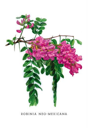 Robinia Neo-Mexicana 20x30 poster