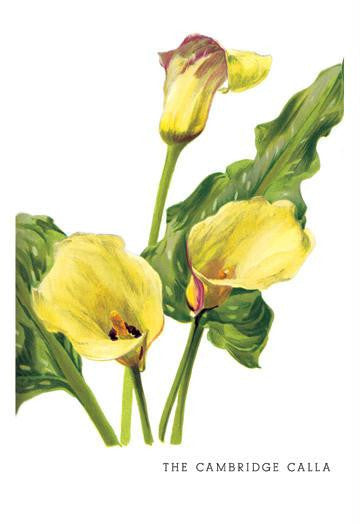 The Cambridge Calla 20x30 poster