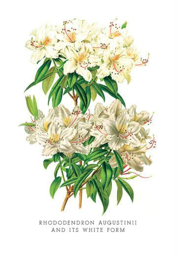 Rhododendron Augustinii and Its White Form 20x30 poster