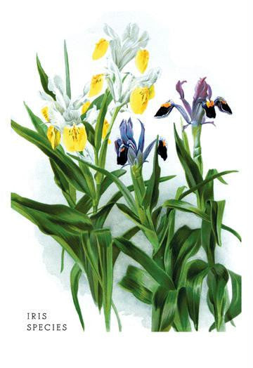 Iris Species 20x30 poster