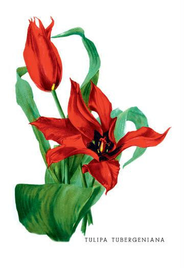 Tulipa Tubergeniana 20x30 poster