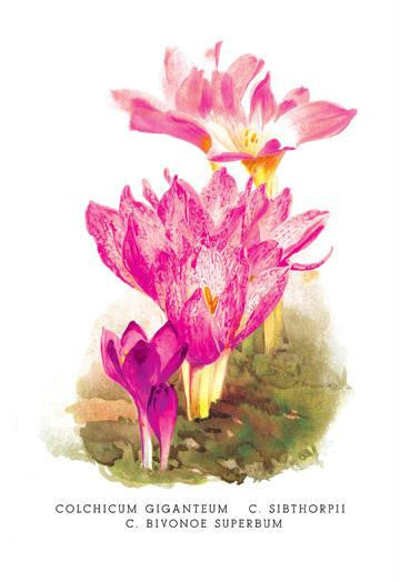 Colchicum Giganteum: C. Sibthorpii C. Bivonoe Superbum 20x30 poster