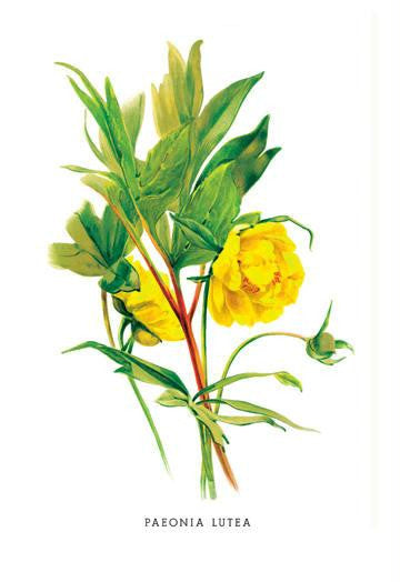 Paeonia Lutea 20x30 poster