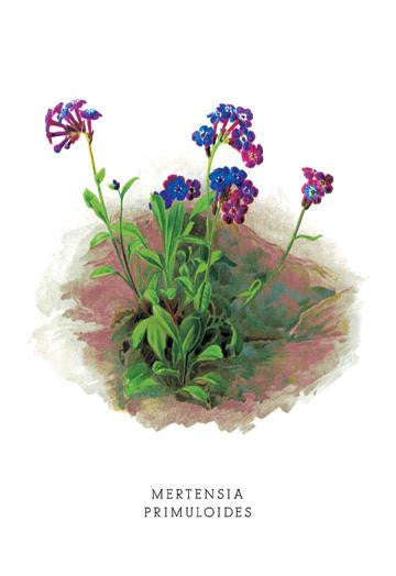 Mertensia Primuloides 20x30 poster