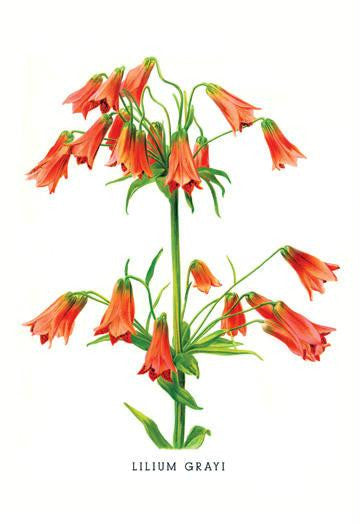 Lilium Grayi 20x30 poster