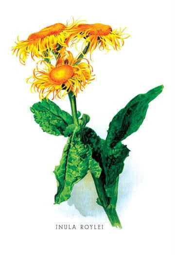 Inula Roylei 20x30 poster