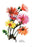 Hybrid Gerbera 20x30 poster