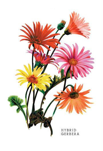 Hybrid Gerbera 20x30 poster