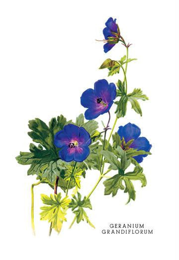 Geranium Grandiflorum 20x30 poster