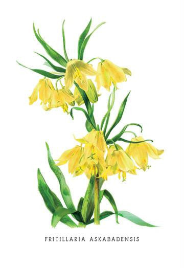 Fritillaria Askabadensis 20x30 poster