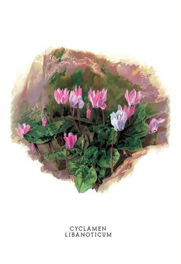 Cyclamen Libanoticum 20x30 poster