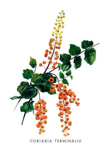 Coriaria Terminalis 20x30 poster