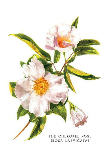 The Cherokee Rose (Rosa Laevicata) 20x30 poster