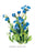 Anchusa Italica Var 20x30 poster