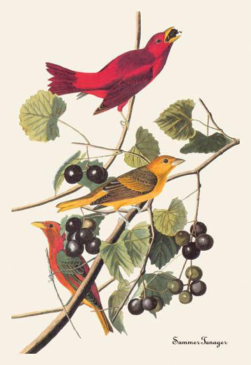 Summer Tanager 20x30 poster