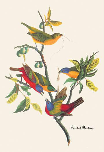 Painted Bunting 20x30 poster