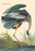 Great Blue Heron 20x30 poster