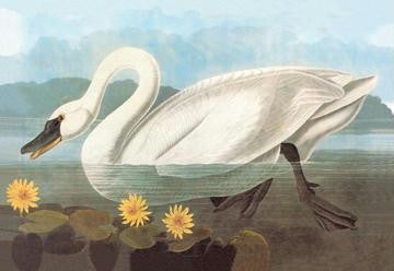 Whistling Swan 20x30 poster