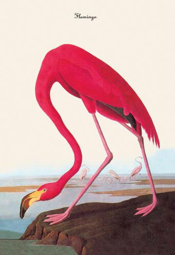 Flamingo 20x30 poster