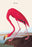 Flamingo 20x30 poster