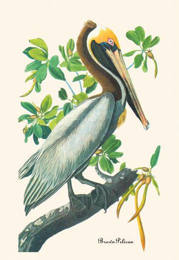 Brown Pelican 20x30 poster