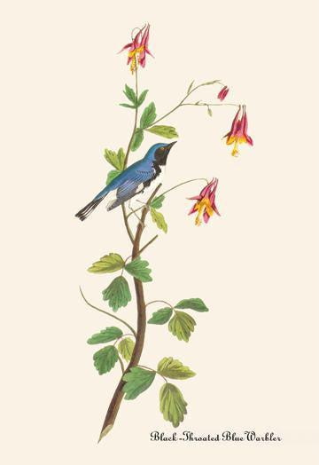 Black-Throated Blue Warbler 20x30 poster