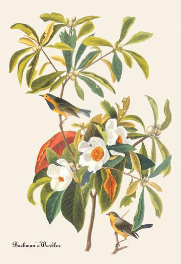 Bachman&#39;s Warbler 20x30 poster