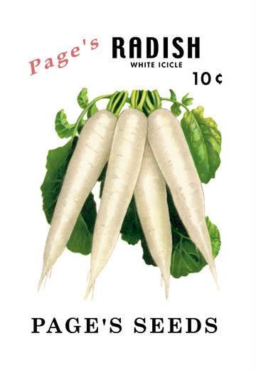 Page&#39;s Radish: White Icicle 20x30 poster