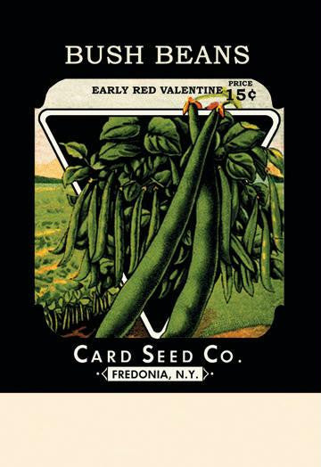 Bush Beans: Early Red Valentine 20x30 poster