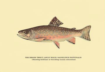 The Brook Trout (Showing Brilliant or Breeding Season Coloration) 20x30 poster