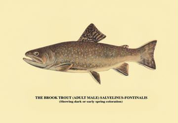 The Brook Trout (Showing Dark or Early Spring Coloration) 20x30 poster