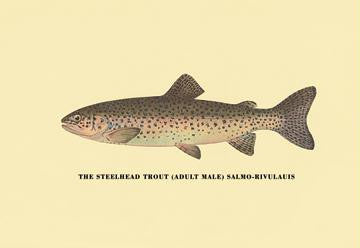 The Steelhead Trout 20x30 poster