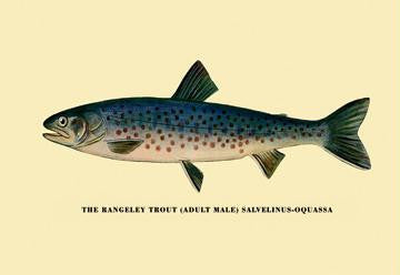 The Rangeley Trout 20x30 poster