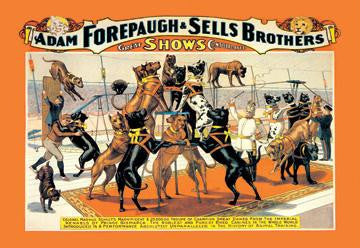 A Troupe of Champion Great Danes: Adam Forepaugh and Sells Brothers Great Shows Consolidated 20x30 poster