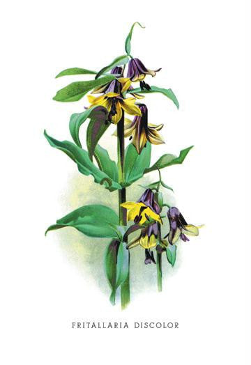 Fritallaria Discolor 24x36 Giclee