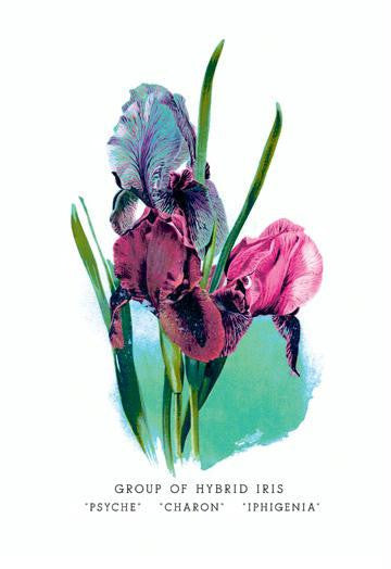 Group of Hybrid Iris: &#39;Psyche&#39; &#39;Charon&#39; &#39;Iphigenia&#39; 24x36 Giclee