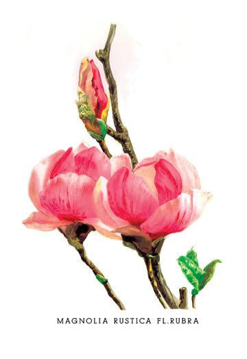 Magnolia Rustica: Fl. Rubra 24x36 Giclee