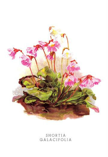 Shortia Galacifolia 24x36 Giclee