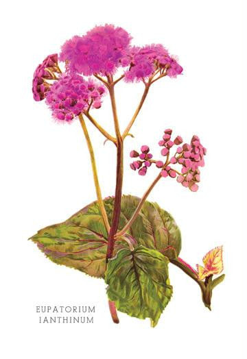 Eupatorium Ianthinum 24x36 Giclee