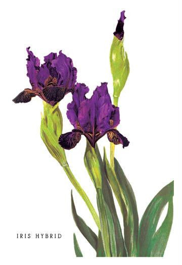 Iris Hybrid 24x36 Giclee