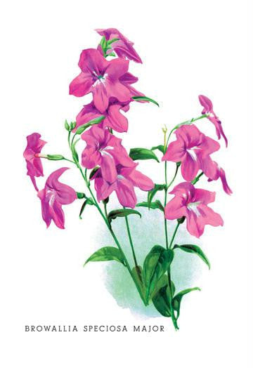 Browallia Speciosa Major 24x36 Giclee